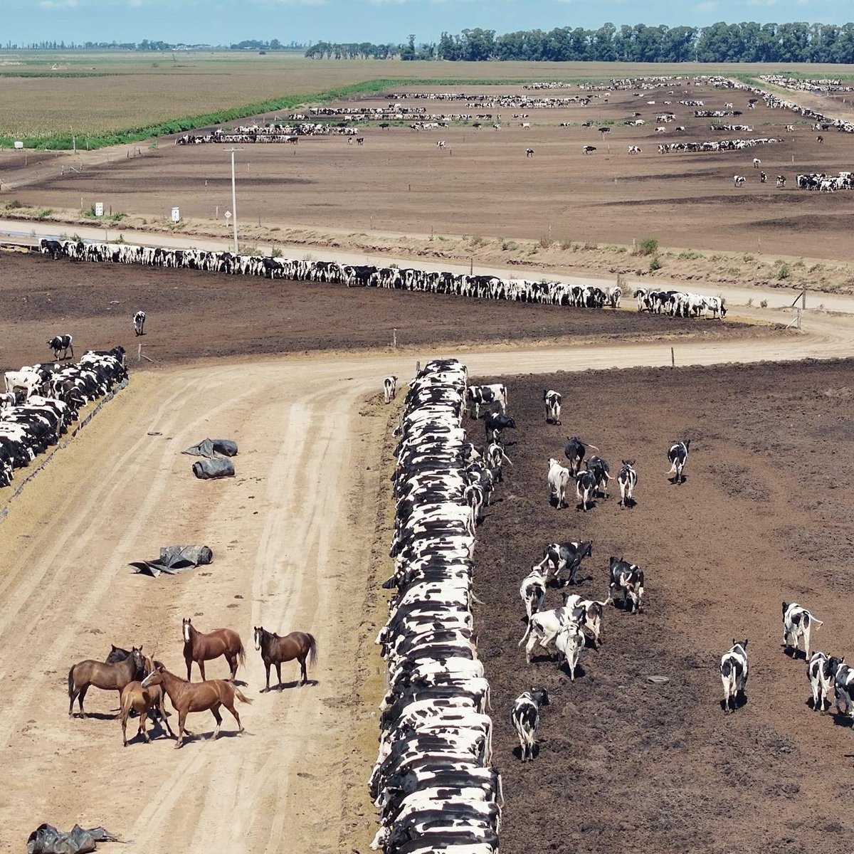 Aujourd’hui sur ma chaîne YouTube HLG, je vous fais visiter une ferme laitière en Argentine qui compte 18 000 vaches à la traite. Le but de la visite est de présenter une autre agriculture sur un autre continent pour mieux comprendre les enjeux fort des échanges commerciaux.
