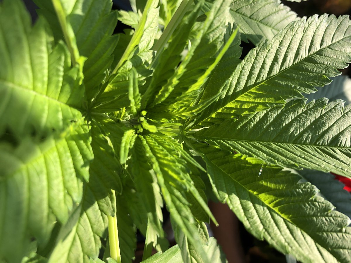 1. April 2024 
„🎼Es liegt was in der Luft - ein ganz besonderer Duft.🎼“
Bitte in Maßen nutzen!! 
Rauchen ist schädlich. Für Risiken und Nebenwirkungen lest die „Packungsbeilage“, fragt eure Ärztin, Arzt, Apothekerin oder Apotheker, oder
Karl Lauterbach😉
Fotos: Dunja Wolff