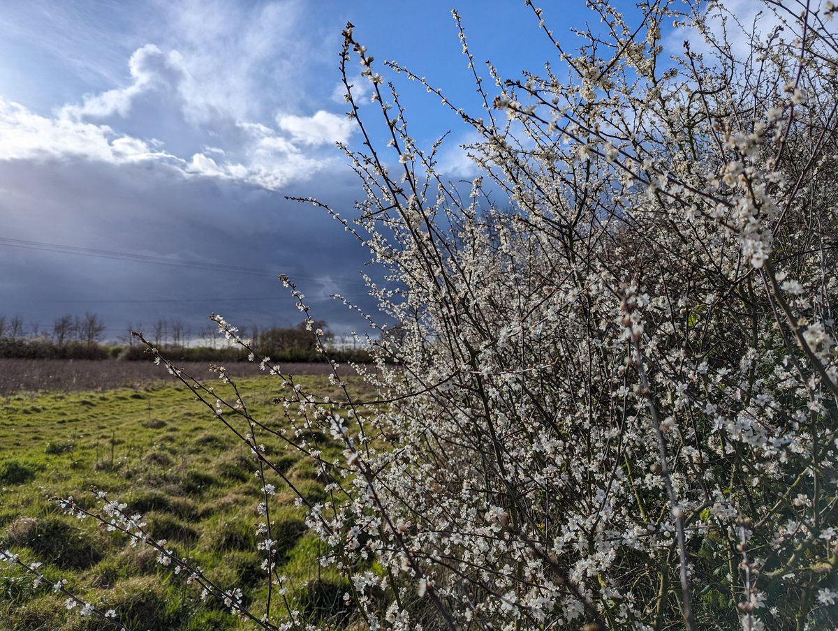 Blackthorn blossom and black clouds. A day of downpours, hail, blue sky, sunshine and rainbows. #Spring #Clouds #Blossom #EasterMonday