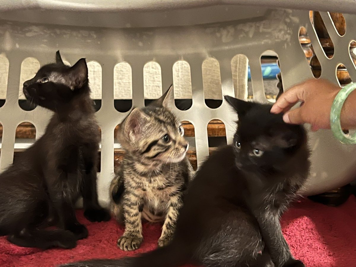 kascity_'s tweet photo. Any one want cutie kittens?💘 only one month old, for free toooo! 1 black cat is a boy 
1 black cat is a girl 1 gray stripe is a girl https://t.co/A9NL3Dqw0B