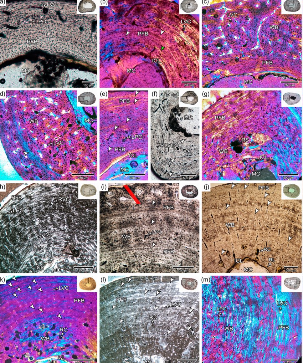 Check out our new paper on the bone histology of Caimans! @MariaEugeniaP_6 #palaehistology #osteohistology #crocodylians #boneHistology #paleohistology url.za.m.mimecastprotect.com/s/aB1VC66x59tr…