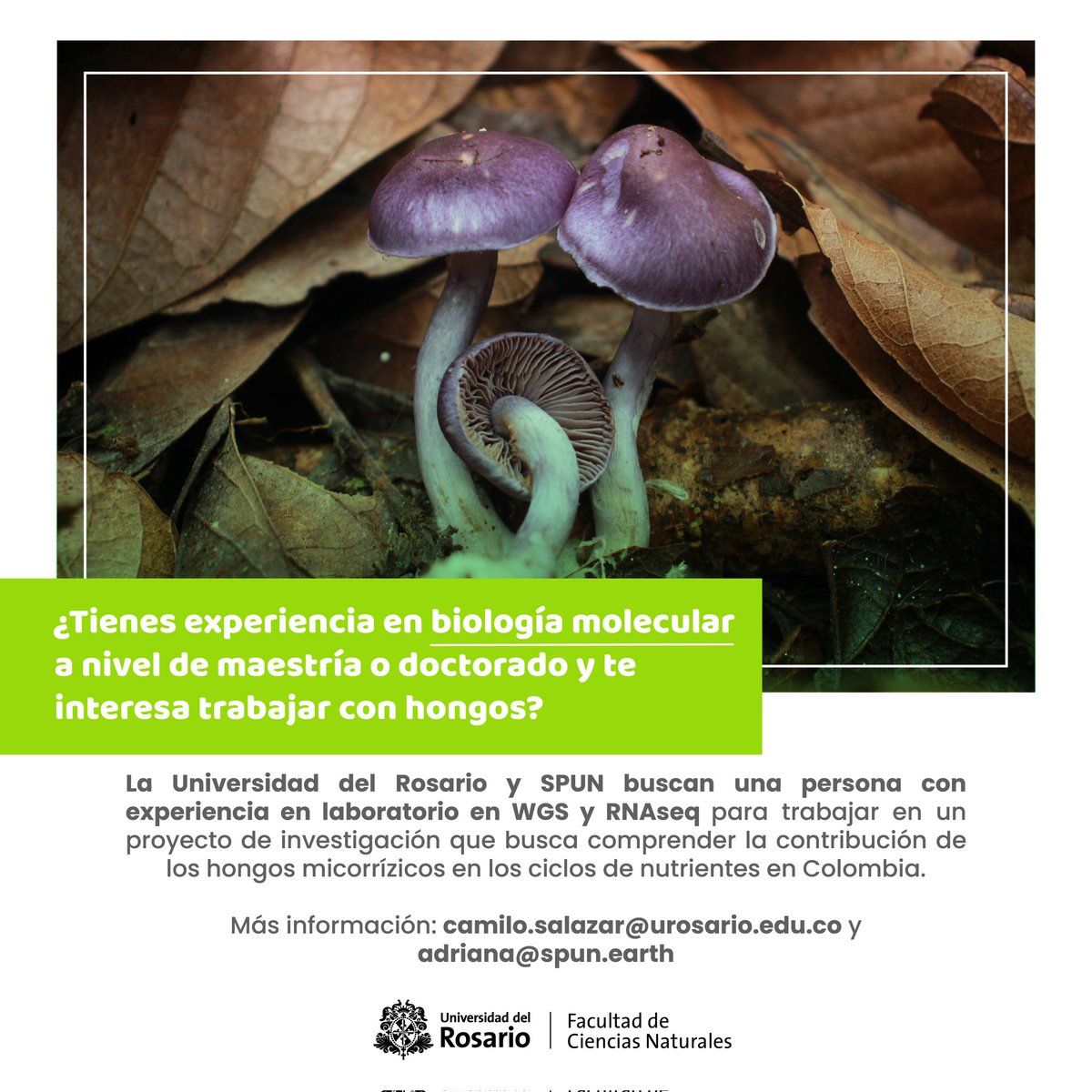 eci_ur's tweet photo. La @urosario y SPUN  están buscando una persona con experiencia en laboratorio con WGS y RNAseq para trabajar en un proyecto de investigación que busca entender la contribución de los hongos micorrízicos en los ciclos de nutrientes en Colombia. 
Info👉
https://t.co/iVvknbwuyx https://t.co/GEY2lnHSAb