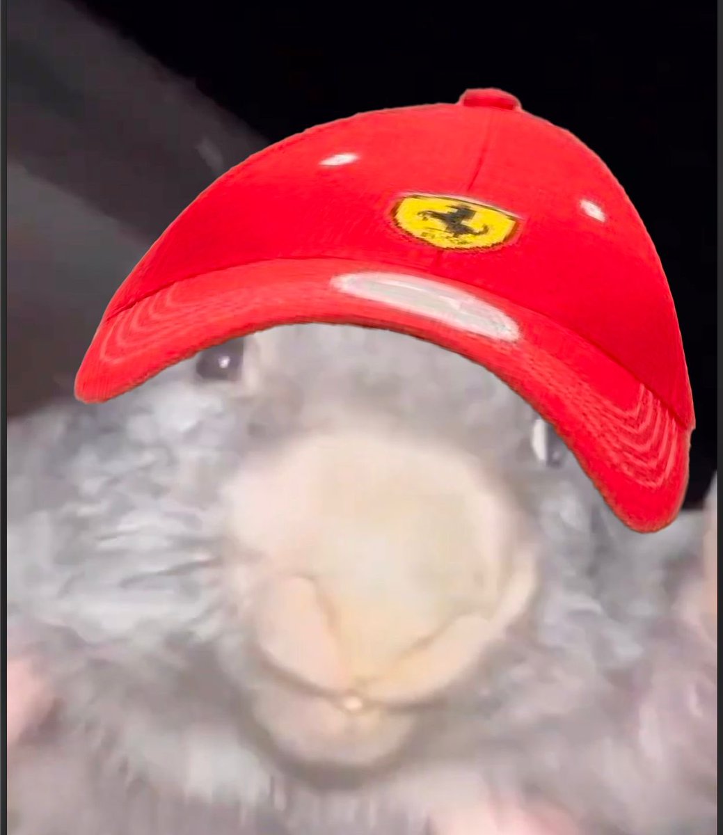 BoberWifHat $BWIF tweet media