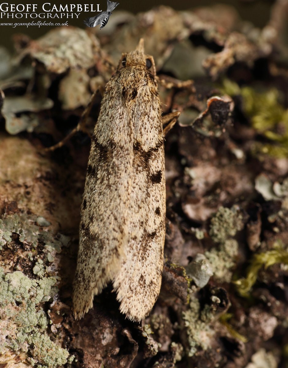 Diurnea fagella - Early Reveller. North Antrim March 2024. One of our earlier micro moths to appear each year. The female is flightless. #moths #mothsmatter #teammoth @BCNI_ @UlsterWildlife @savebutterflies