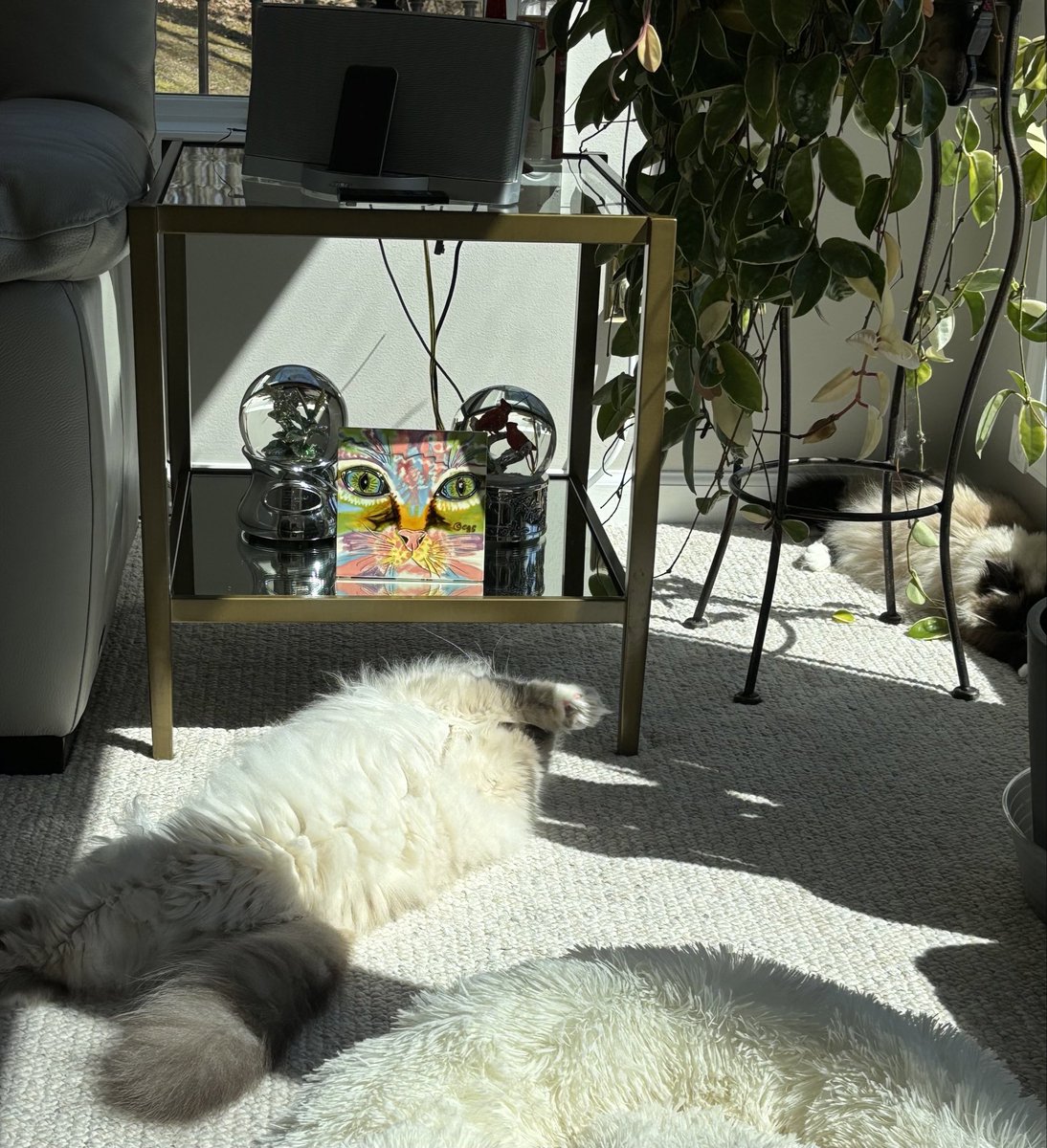 We ♥️♥️♥️ sun puddles on #kittyloafmonday #CatsOfX 
♥️😘Ari &amp; Cali💋♥️