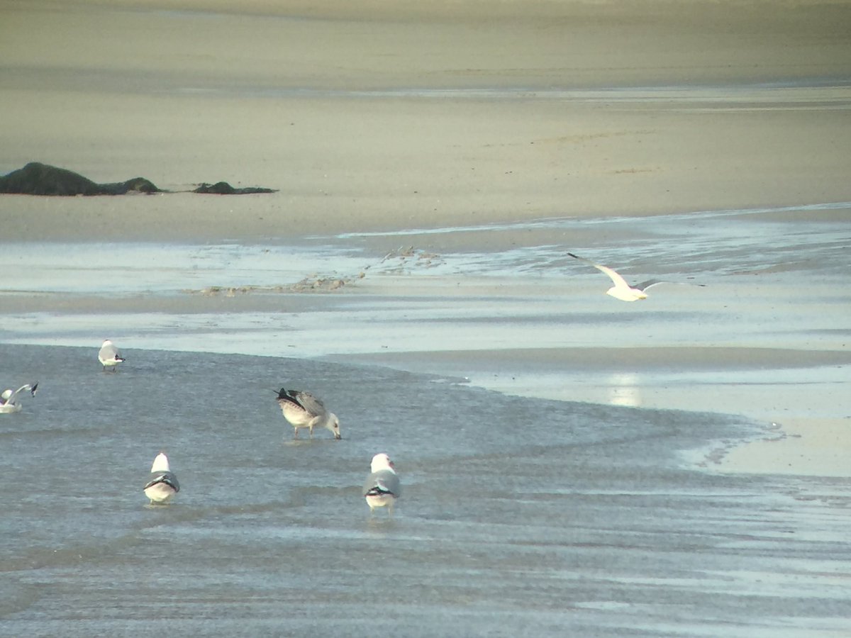 Interesting gull on Tiree today. Possible Caspian Gull? Not great pics though so will need to keep my eyes peeled for the rest of the week.