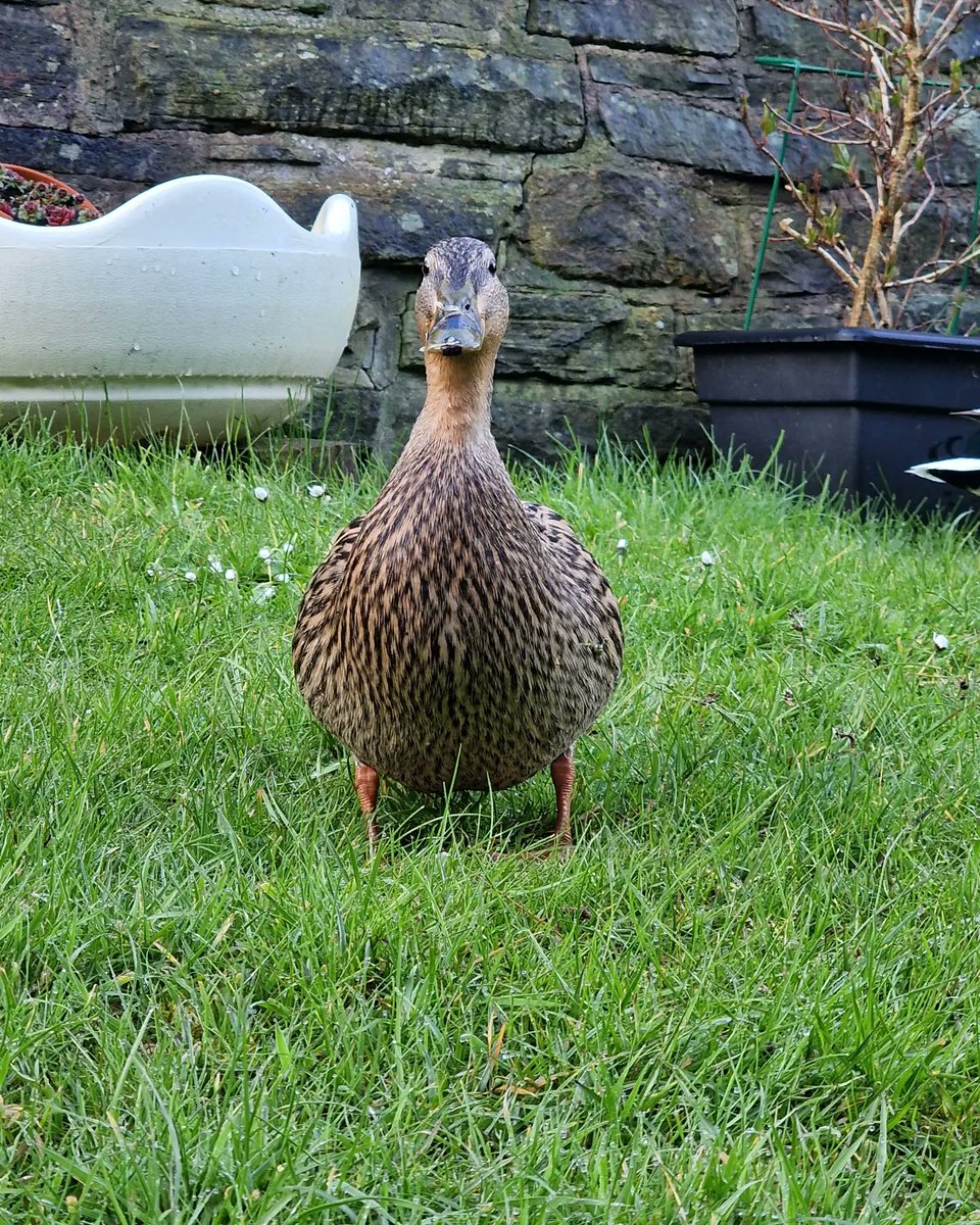 Mr & Mrs Duck are back, Mrs Duck came right upto me quacking gently perhaps she was saying it was nice to see me again #nature