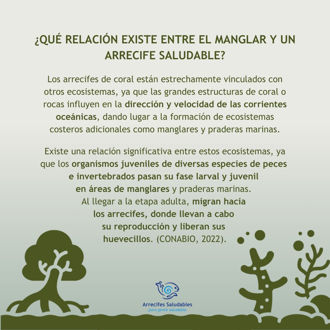 ¿Conoces la relación que tienen los #manglares con los #arrecifes y las #pesquerías? 🪸⬇🐟