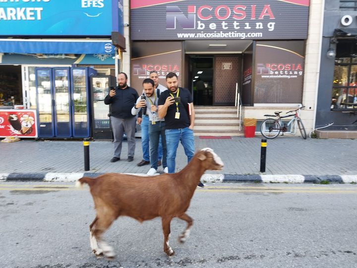 Kaçırdığım keçilerden birini gördüğü halde fotoğraf çeken, bana haber vermeyen herkese çok sitem ediyorum! Ne seslenmediniz ama bana?