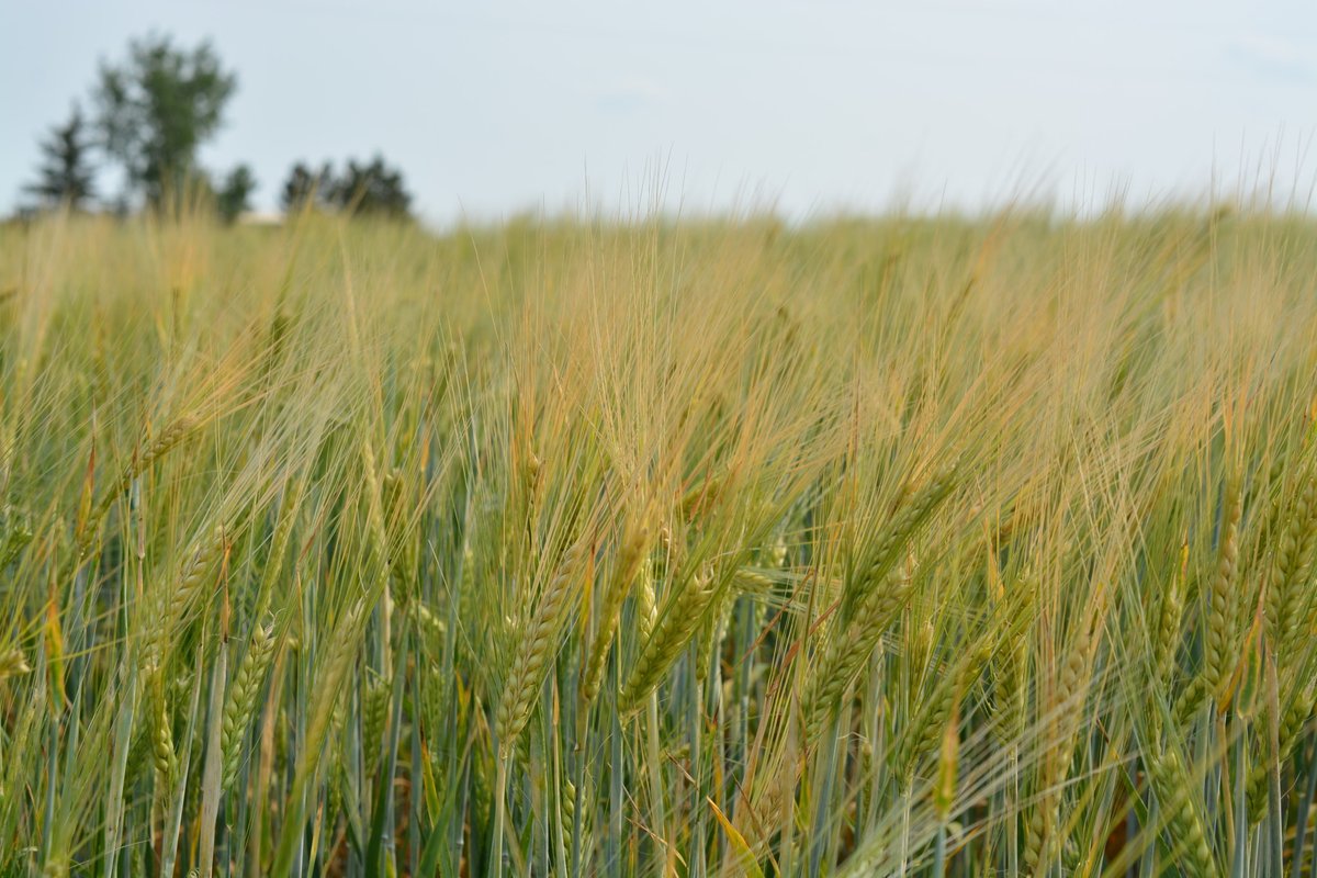 Read more about the recommended list of barley varieties for the 2024 crop year in our latest blog post!

thinkbarley.com/2024/04/01/202…