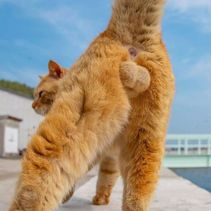 cathazballz tweet media