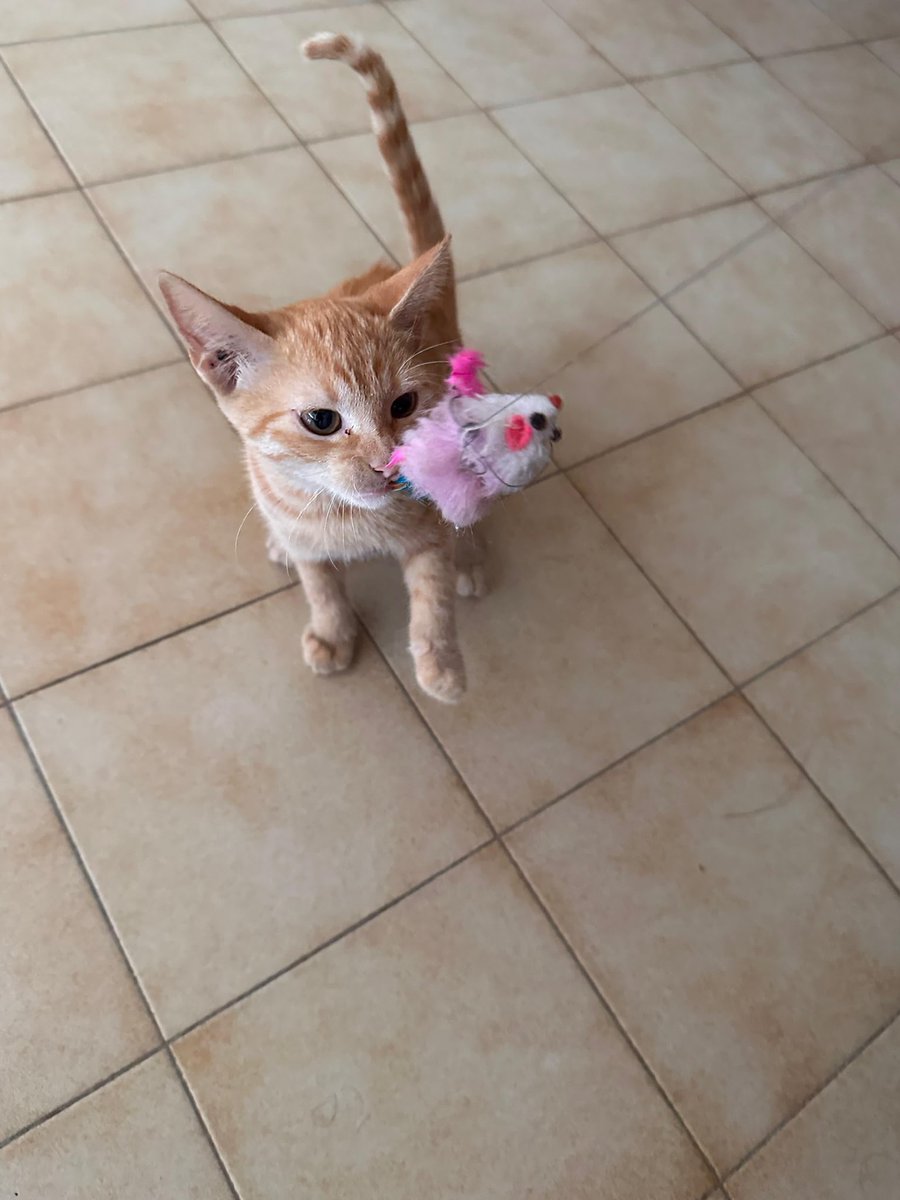 patitasdelsurr's tweet photo. "Holaa, ella es Uma 🧡, una gatita mimosa y cariñosa,le encanta jugar a ser cazadora, siempre curiosa y lista para explorar. A la hora de la siesta es super compañera, no hay nada que disfrute más que acurrucarse y dormir juntos. Además, sabe usar sus piedritas y es super limpia. https://t.co/NABGmUiMe0
