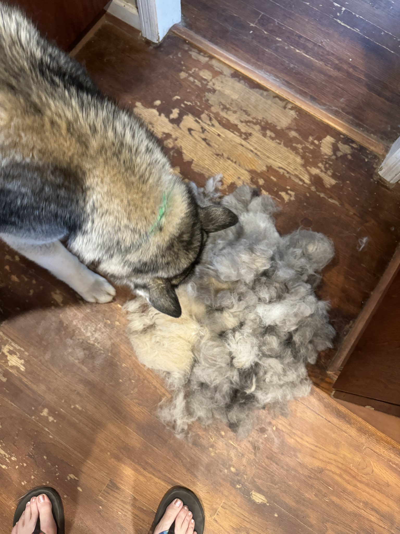 Gretchen Winter MD Warning Feral on X Today was husky brushing day And I m not even close to done but my arm is falling off. https t ZoitIcakjZ X