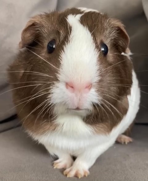 This is Parsnip from NYC. Pets and Your Health is LIVE.  Dr. Jessica Melman <a href="/Bespokevet/">Bespokevetservice</a> has joined <a href="/fadamsmd/">Frank Adams</a> to answer all your questions about your furry, feathered, or scaly friends. 877-698-3627 sxm.app.link/DoctorRadio