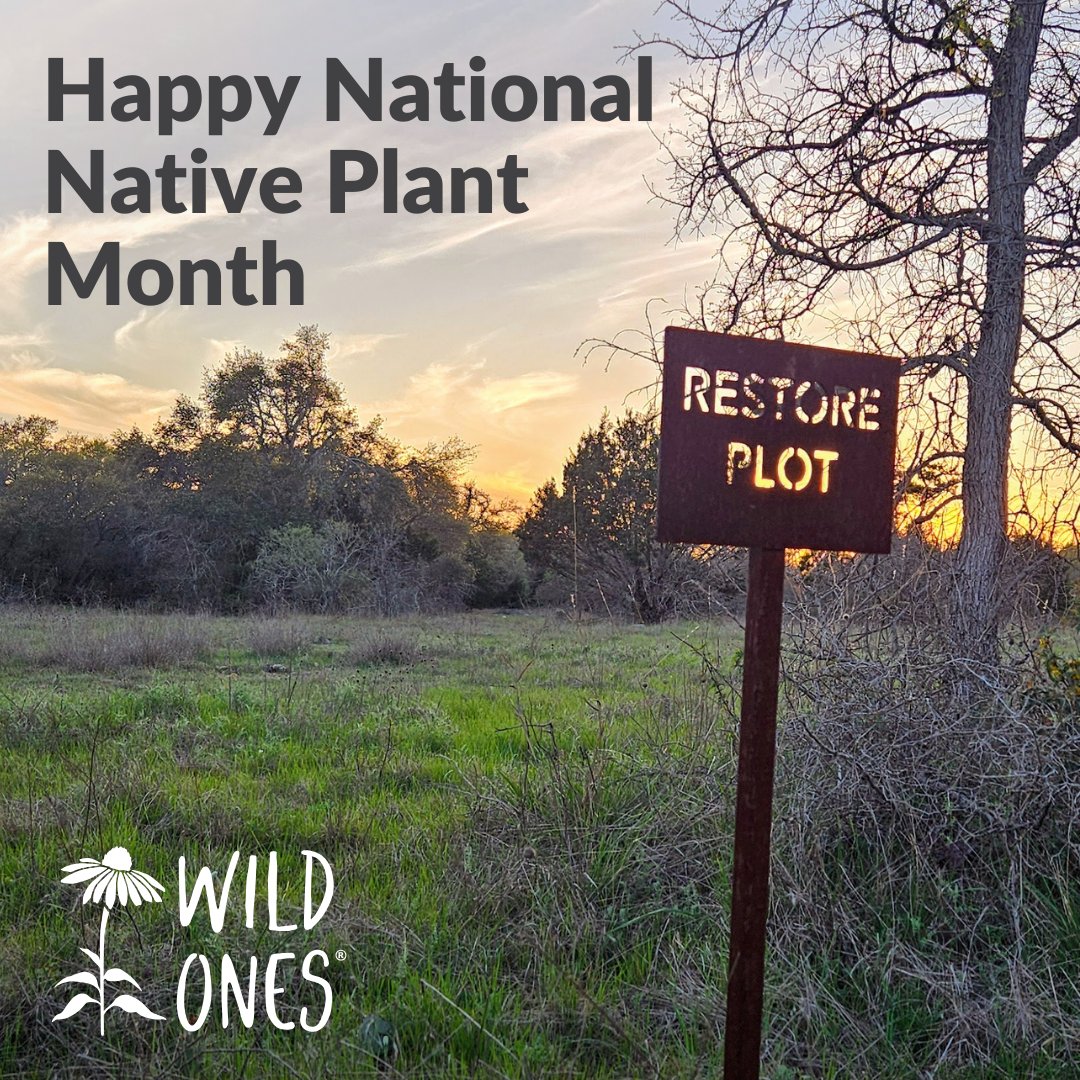 WildOnesNatives's tweet image. April 2024 has been designated National Native Plant Month, thanks to the unanimous passing of a measure in the Senate. This resolution, supported by environmental leaders and over 213 organizations, including 15 Wild Ones chapters.