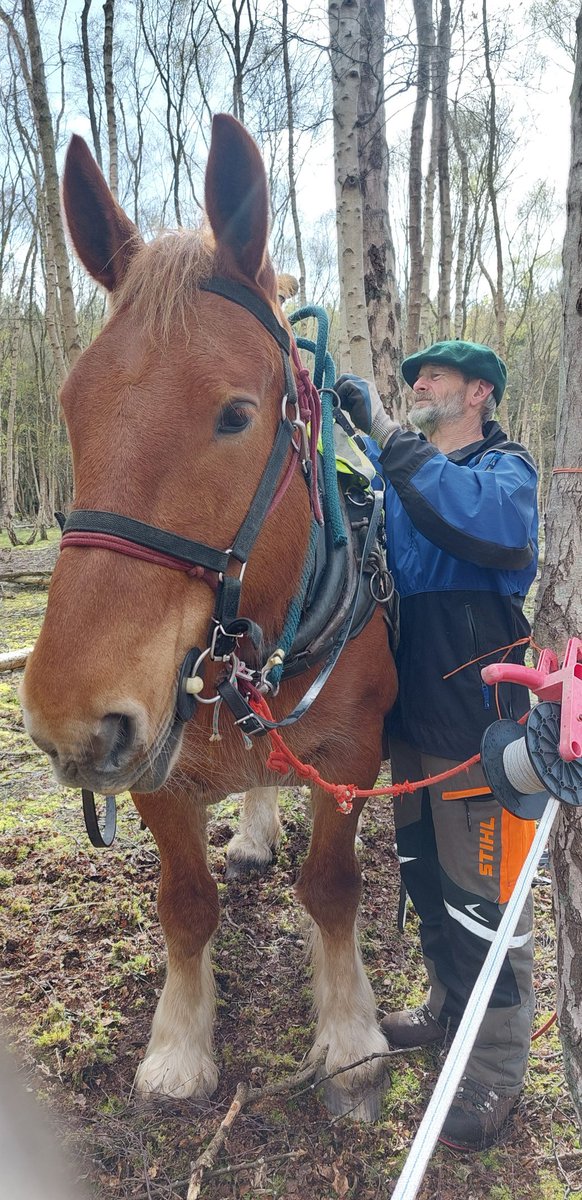 We were very fortunate to come across Jeff and his horses Alex and Arthur logging in Dersingham woods. All photos are with Jeff's permission. It was a rare opportunity to see horses working. #heavyhorses #horses #logging Jeff with his Suffolk Punch, Alex.