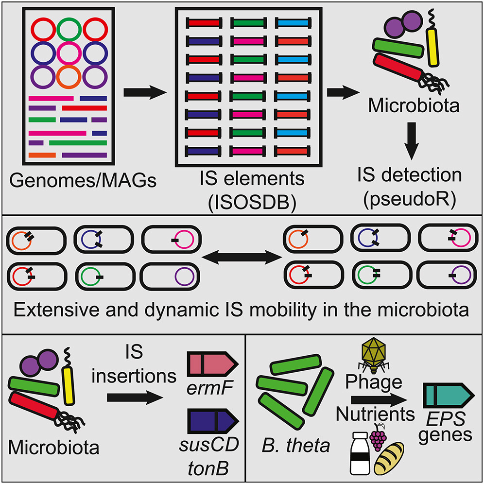 Insertion sequence-driven evolution of microbiota. @DuerkopLab @A_Hryckowian & Kirsch develop pipeline that reveals presence, abundance & dynamics of IS insertions in human intestinal #microbiota and their roles in genome diversification & adaptation cell.com/cell-host-micr…