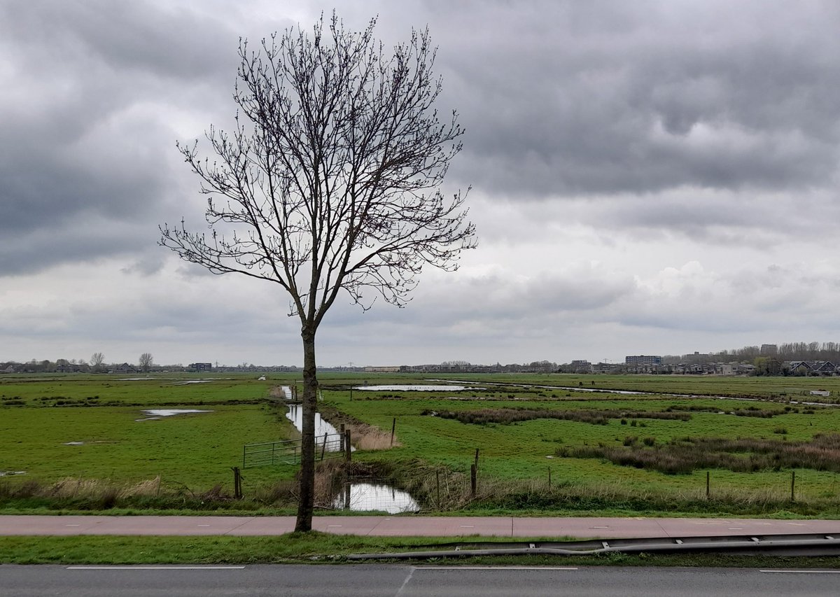 Vanmiddag zat een groep van 55 luid roepende Grutto's in het plasje in Polder de Oude Held. Hieronder zaten meerdere IJslandse Grutto's. Verder zat in dit plasje een groepje van 24 Tureluurs.