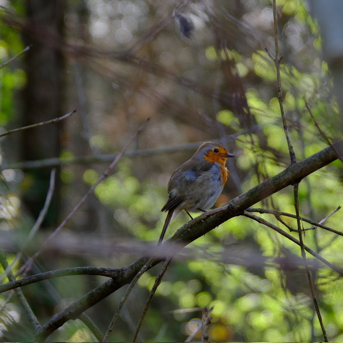 OuzhanAcolu2's tweet photo. Kızıl Gerdan (Erithacus Rubecula)
#birds #photography #NaturePhotography #birdphotography #kızılgerdan #erithacus https://t.co/rQntjyJAR0