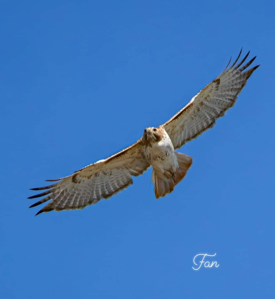 Go Hawks tonight!

#GoHawks <a href="/IowaWBB/">Iowa Women's Basketball</a> <a href="/uiowa/">University of Iowa</a>