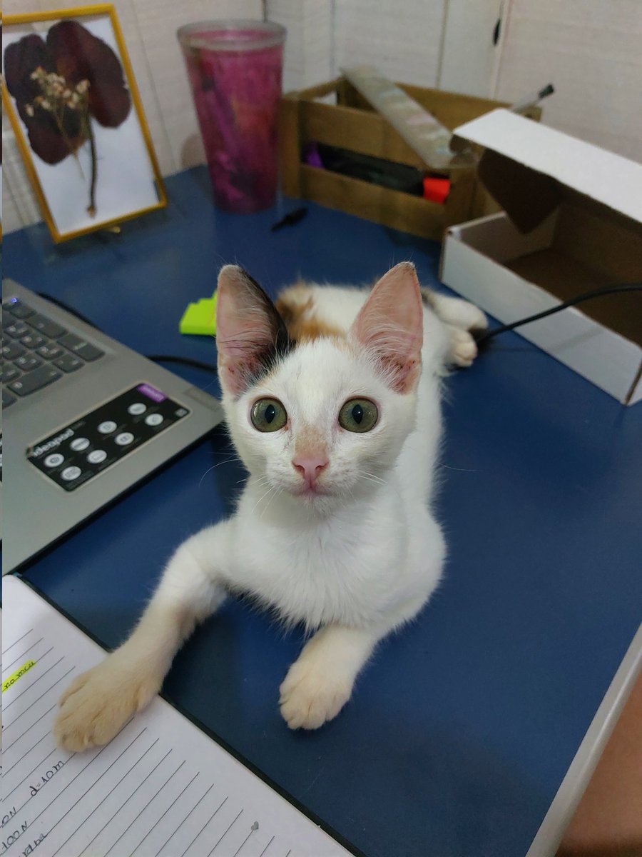 studyrorol's tweet image. estudando e sendo babá da gatinha que minha namorada adotou