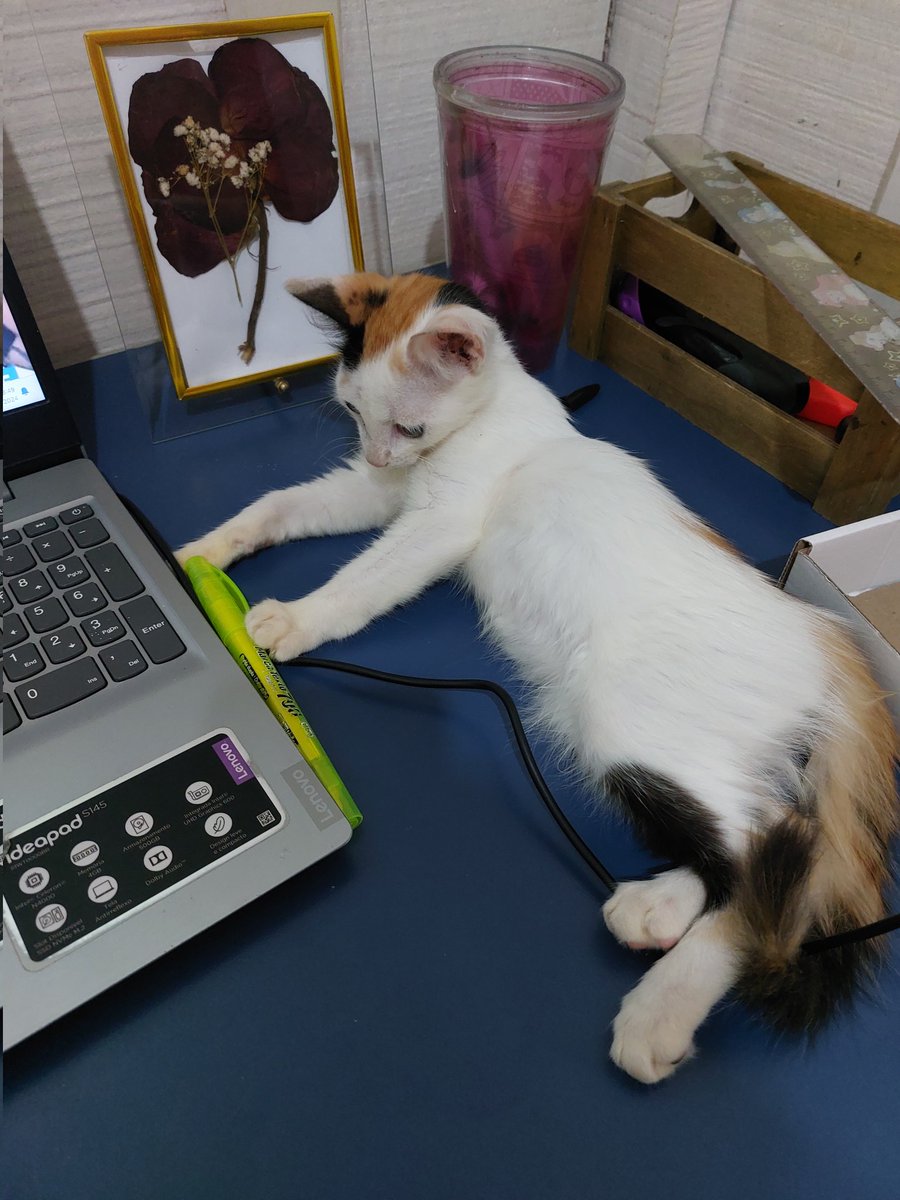 studyrorol's tweet image. estudando e sendo babá da gatinha que minha namorada adotou