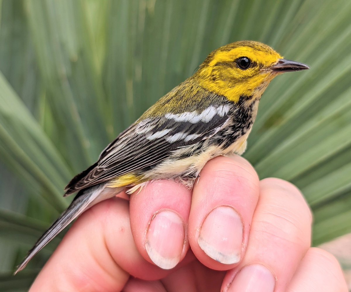 Black-throated Green Warbler in Yucatan last week. They eluded me in Canada 20 years ago. We ringed a few and saw several more in Yucatan. Real stunners!