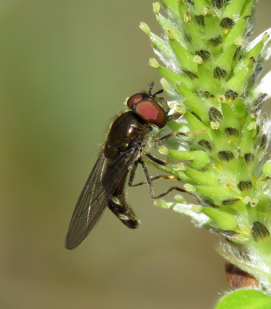 There's a dearth of insects in my local Warwickshire patch but here are a few things on Sallow catkins at Hay Wood, Warwickshire this afternoon: Nomada leucopthalma, Andrena scotica, Melanostoma scalare, Platycheirus albimanus, showing value of Sallow @ForestryEngland woods 🌲🌲