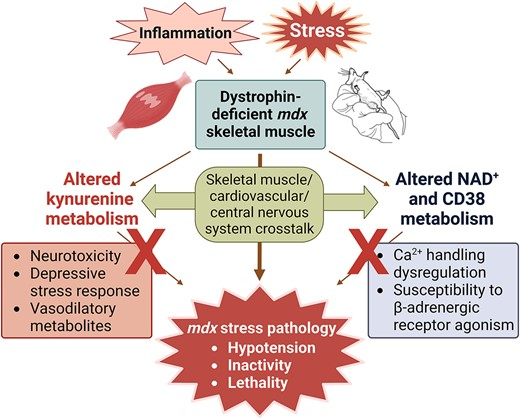 Retention of stress susceptibility in the mdx mouse model of Duchenne muscular dystrophy after PGC-1α overexpression or ablation of IDO1 or CD38 doi.org/10.1093/hmg/dd…