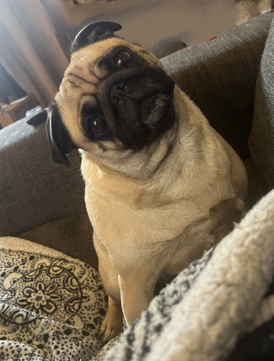 AnnamacB's tweet image. Until you have a pug you don’t realise how many dogs are on television. 🙉

#Pugs #PugsofTwitter #DogsOfTwitter