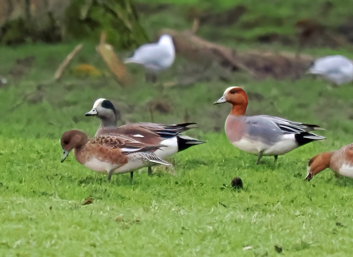 Round 3 of the 100 sp challenge saw 117 sp seen in March, helped by a few early migrants. Some good birds being American Wigeon, Firecrest, RB Merganser, SEO and Woodcock, but the one I am hoping will get accepted is a Black Kite which flew over me on Saturday ! Fingers crossed