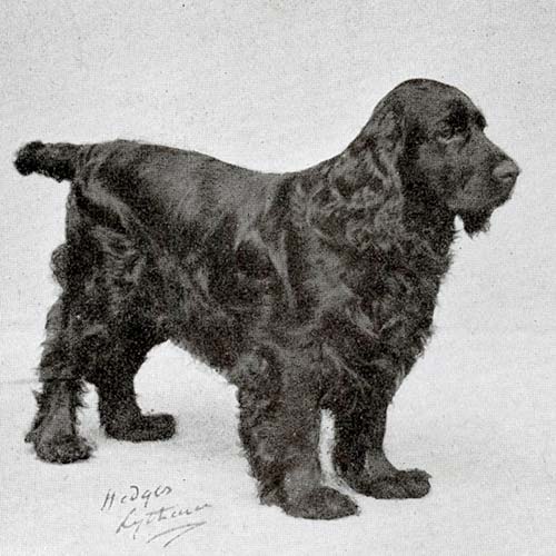 Showsight's tweet image. Dedicated fanciers of the 20th century worked to rehabilitate the Field.🐾

showsightmagazine.com/field-spaniel-…

#fieldspaniel #akc #purebred #dogshow #throwback #bestinshow #bestinshowsight #showsightmag #showsightmagazine

📸AKC Library