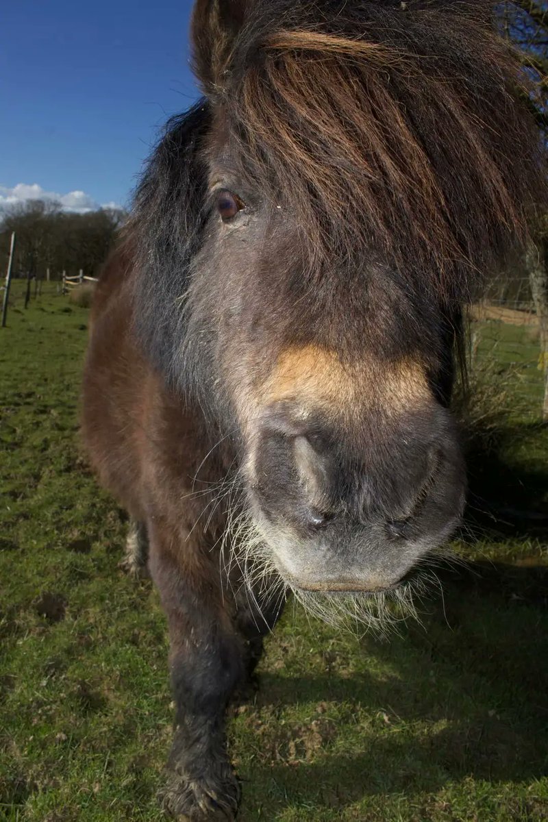 Seven, one of our gorgeous rescued ponies at @LedbytheWild, named as such as she was the seventh pony of 28 to be rescued from horrendous conditions, & it sort of stuck (star trek fan sorry!), wishes you all a very happy Easter!! 😊