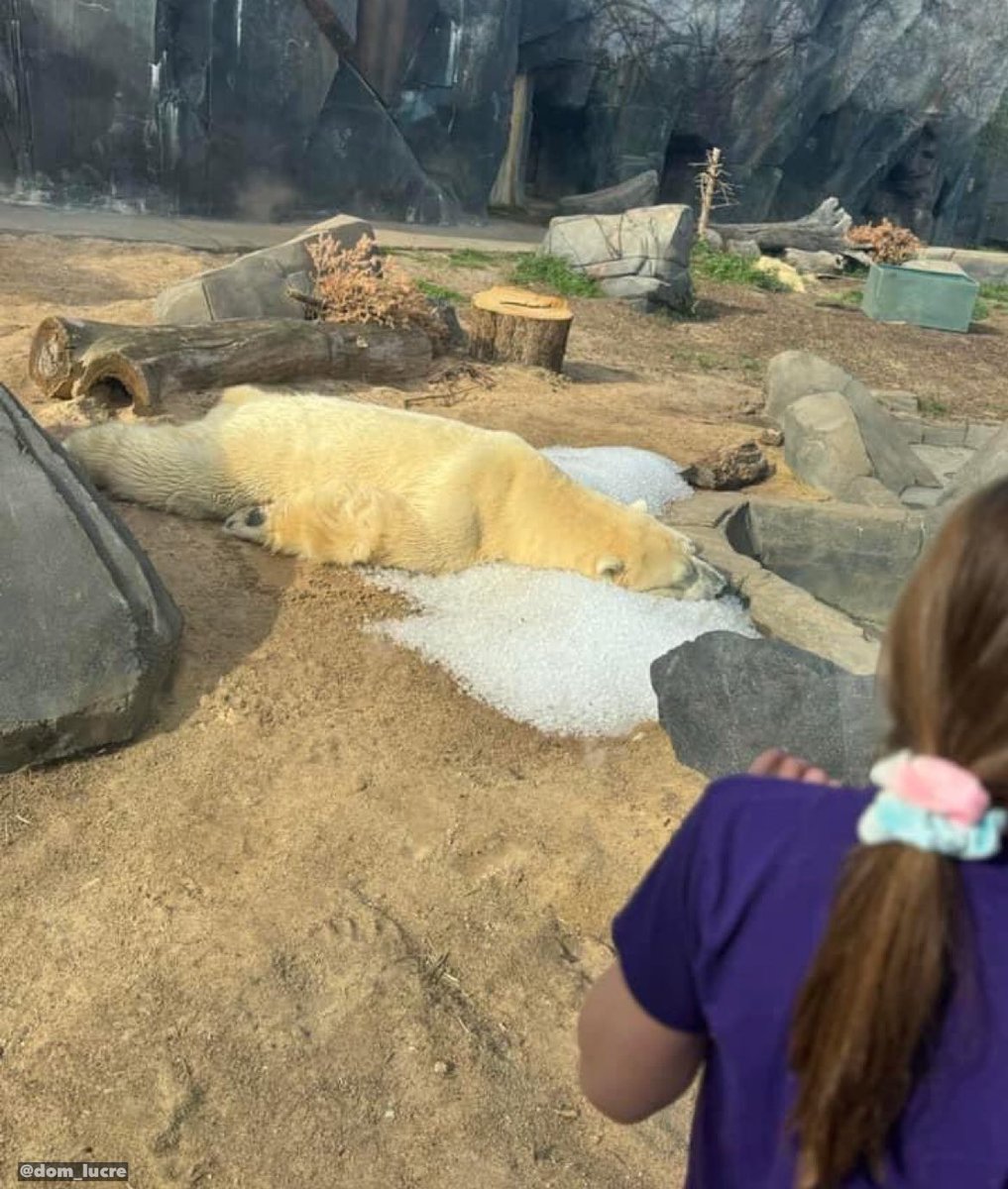 🔥🚨DEVELOPING: People are concerned about the living conditions in the Saint Louis zoo after this photo of a polar bear lying on ice began going viral. A visitor of the zoo took this photo yesterday and began to raise concerns.
