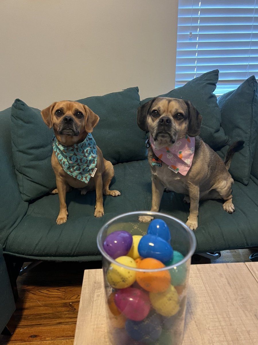 Easter is Lachlan’s fav holiday. He loves opening the eggs and eating the treats. #pugglemomma #puggles #thepuggleisreal #miamibeachpuggles #pugglebrothers