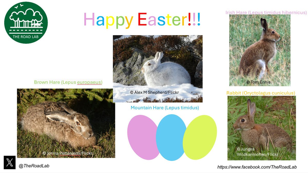 Rabbits are a global symbol of #Easter. Since 2013, we’ve had 8,609 Lagomorphs (rabbits and hares) reported to us. This includes Mountain Hare, Irish Hare, Brown Hare, Hare sp. and Rabbits! However you #celebrate, have a good Easter with our long-eared pals! #EasterBunny