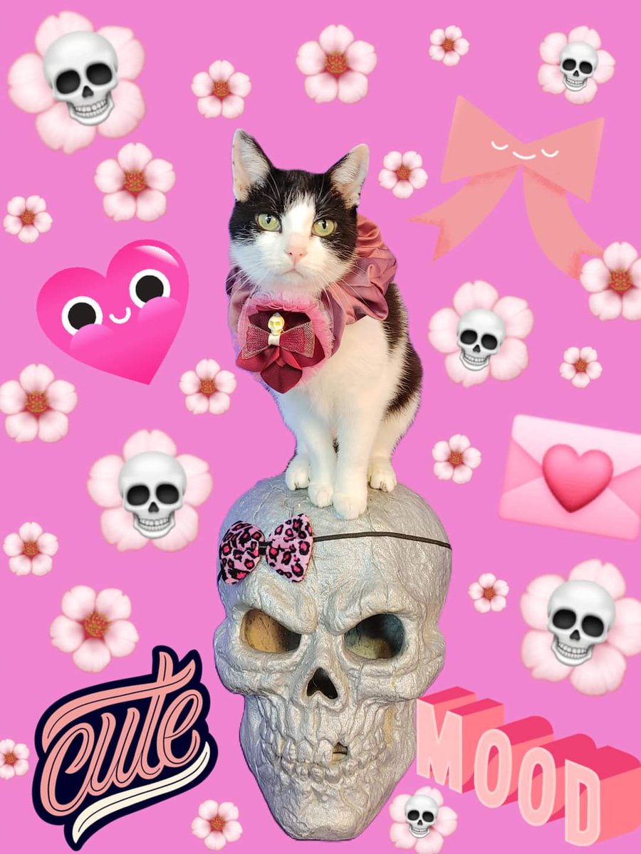 OMC! BIG MEWS: I LOVE PINK MEOW AND I'M GOING PASTEL GOTH! GONNA COVER THE SKULL WITH FLOWERS AND BUTTERFLIES!!! KAWAII!!! 🌸💀🌸

#JAXACROCAT #ACROCATS #APRILFOOLS #AprilFoolsDay2024