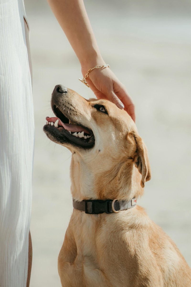 DonnasDogShop's tweet photo. Calling all dog parents! Is your dog tired of the same old food? Chicken, turkey, beef are protein-packed options not only keep them happy but also provide nutritious boost to their diet 

#dog #doglovers #doglife #doglove #dogscorner #doggo #dogsdaily #dogmomlife  #dogslover https://t.co/P2EaSOgEPm