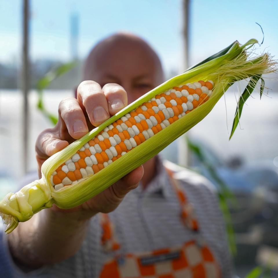 University of Tennessee, Knoxville scientists announced today that they have developed an orange & white checkerboard corn by CRISPR gene editing to go along with their school colors! GO VOLS! ;) #Vols @Vol_Hoops