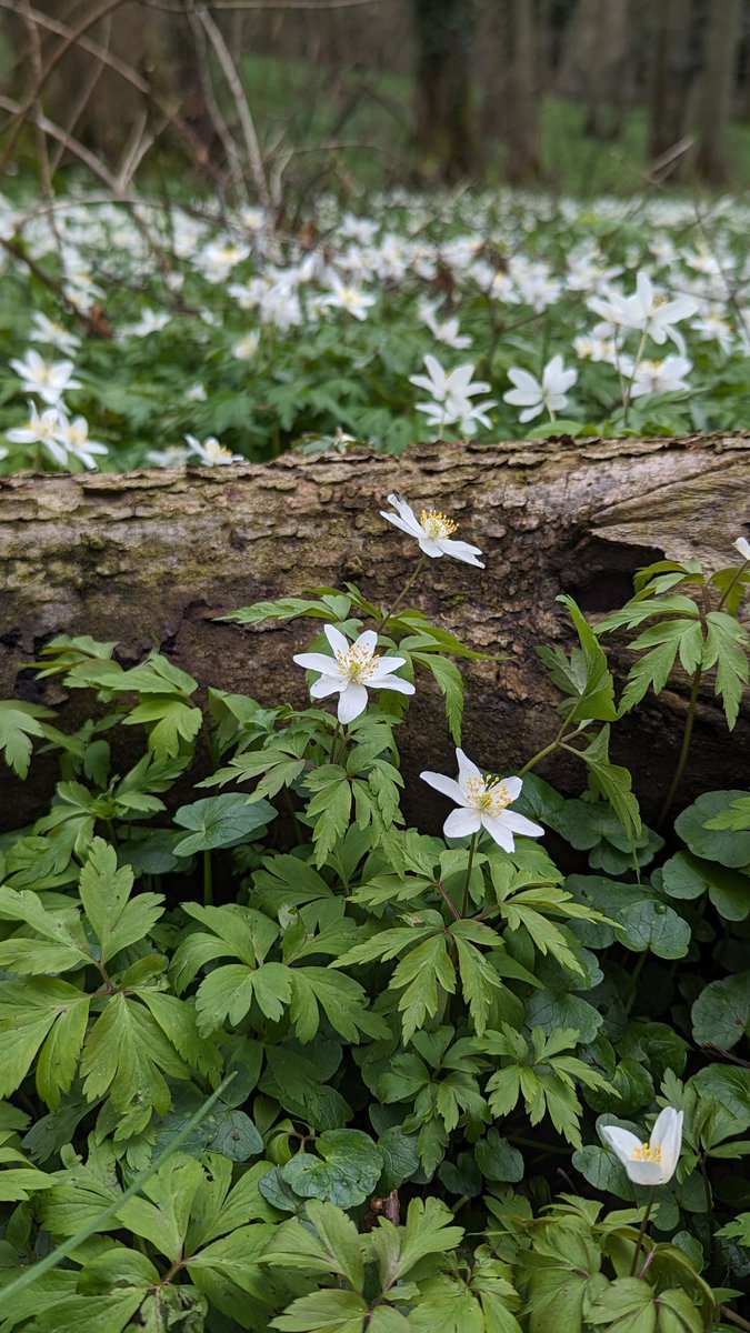 tomwardplz's tweet photo. A carpet of Wood Anemone (Anemone nemorosa) this weekend Shrawley Woods, Worcestershire #Wildflowerhour #VC37 https://t.co/UedHelX0NQ