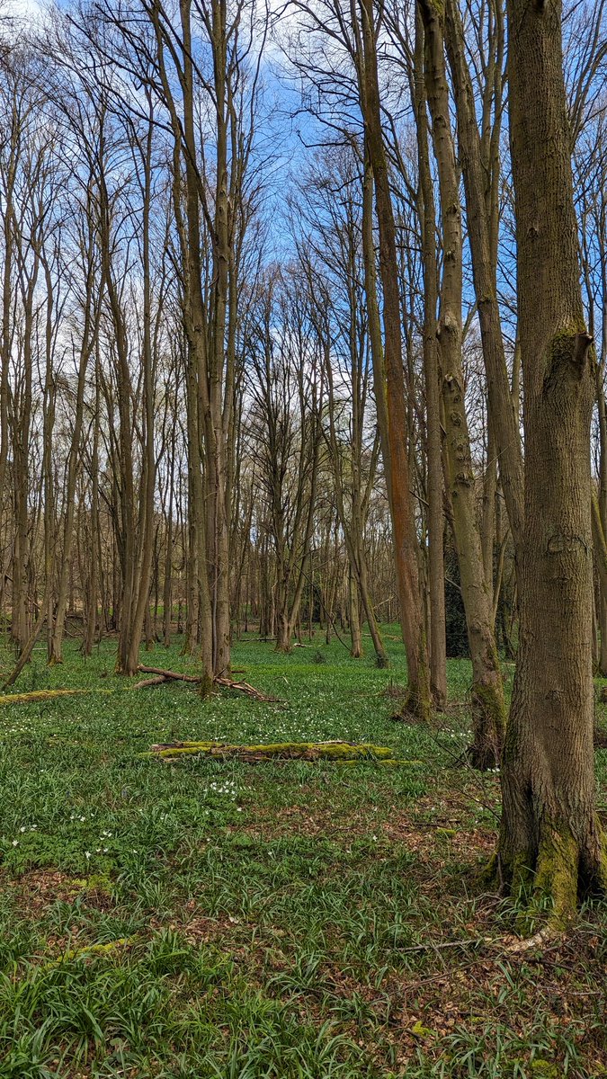 A carpet of Wood Anemone (Anemone nemorosa) this weekend Shrawley Woods, Worcestershire #Wildflowerhour #VC37