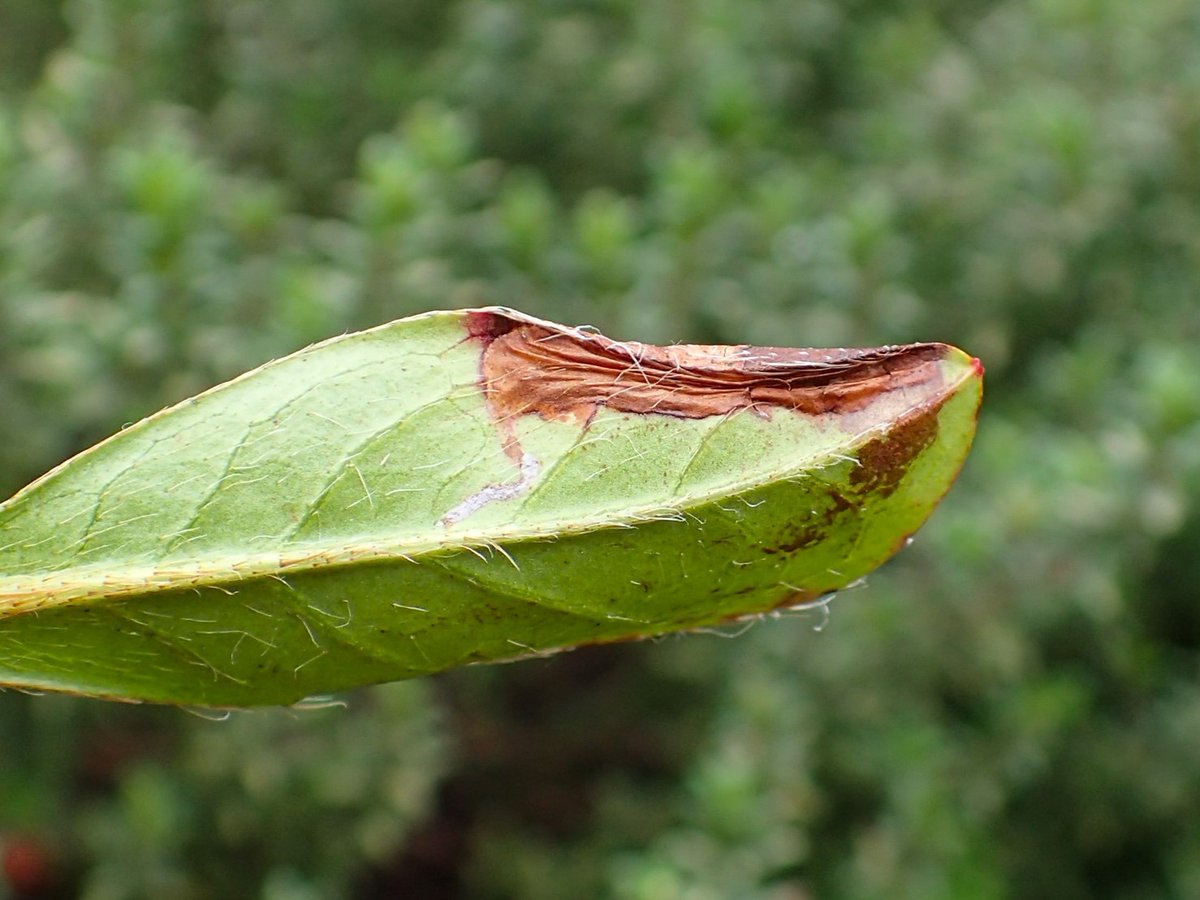 Plenty of Caloptilia azaleella #leafmines on azalea in two local garden centres today. I need to find some tenanted mines or pupae to confirm the ID though as it would be the first record for VC 61. #teammoth #MothsMatter @DoubleKidney @BC_Yorkshire