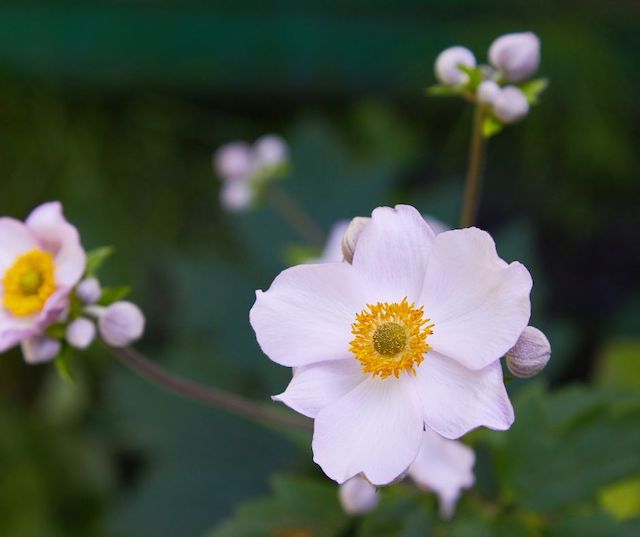 DesiSowers's tweet image. “Spring has sprung!”, so they say, &amp;amp; now is the time to start planting🌺flowers in your spring garden. Here is a list of 5️⃣ spring flowers that you can plant🌱now: blog.desisowers.com/2024/04/01/tim…
#springflowers #springplants #springgardening #flowers #plants #gardening #springhassprung