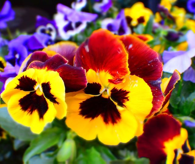 DesiSowers's tweet image. “Spring has sprung!”, so they say, &amp;amp; now is the time to start planting🌺flowers in your spring garden. Here is a list of 5️⃣ spring flowers that you can plant🌱now: blog.desisowers.com/2024/04/01/tim…
#springflowers #springplants #springgardening #flowers #plants #gardening #springhassprung