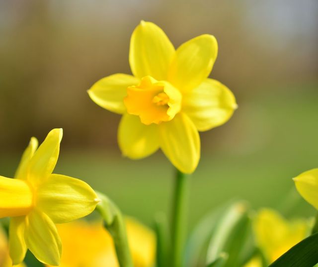 DesiSowers's tweet image. “Spring has sprung!”, so they say, &amp;amp; now is the time to start planting🌺flowers in your spring garden. Here is a list of 5️⃣ spring flowers that you can plant🌱now: blog.desisowers.com/2024/04/01/tim…
#springflowers #springplants #springgardening #flowers #plants #gardening #springhassprung