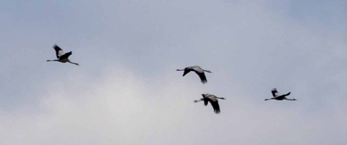 A squadron (10 in number) of Cranes flying back into Willow Tree Fen this morning after an excursio to the fields to feed. At least 18 on the Reserve this morning @Lincsbirding @LWTWildNews