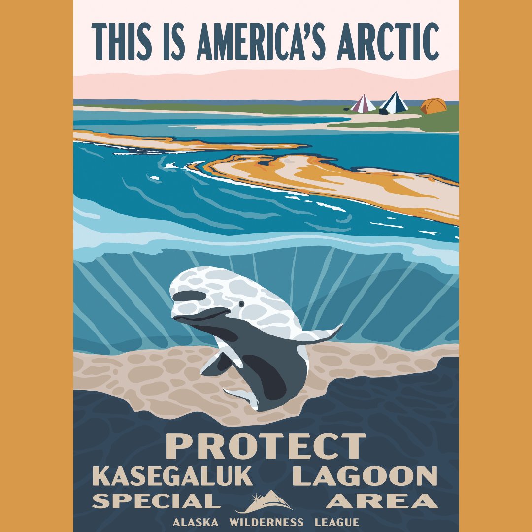 Kasegaluk Lagoon Special Area is one of the largest coastal lagoon systems in the world. This is a critical habitat for calving and molting beluga whales. Our Special Areas must receive the strongest protections possible. It’s time to do more for #AmericasArctic