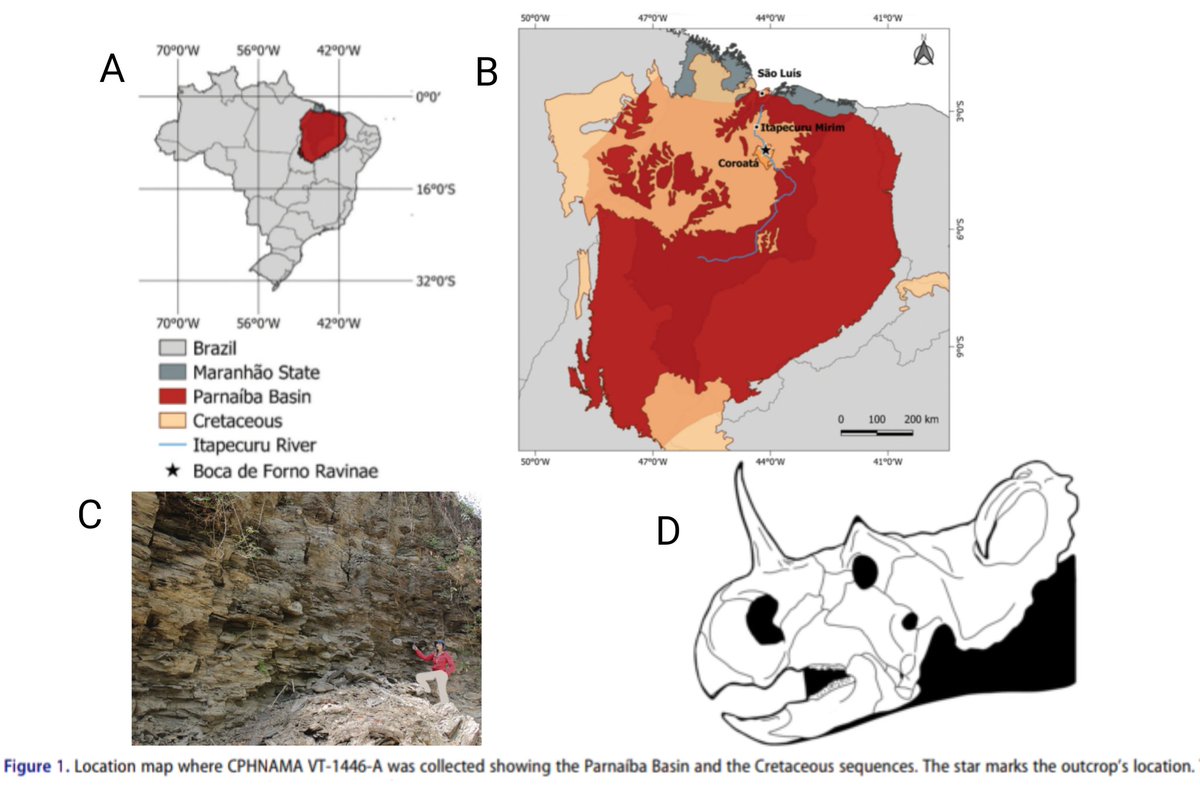 Primeiro registro de um ceratopsídeo (Marginocephalia: Ornithischia) do início do Cretáceo do Nordeste do Brasil latlmes.com/science/first-…