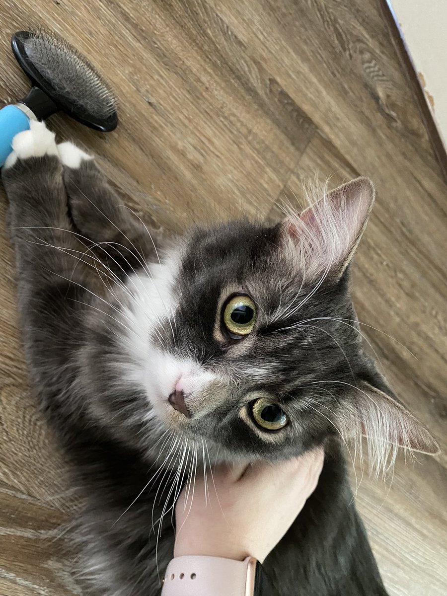 livelaughlem's tweet image. milo would like to #rupalogize to the ladies cutting his nails at #bigals he is very sorry for hissing at you 19 times