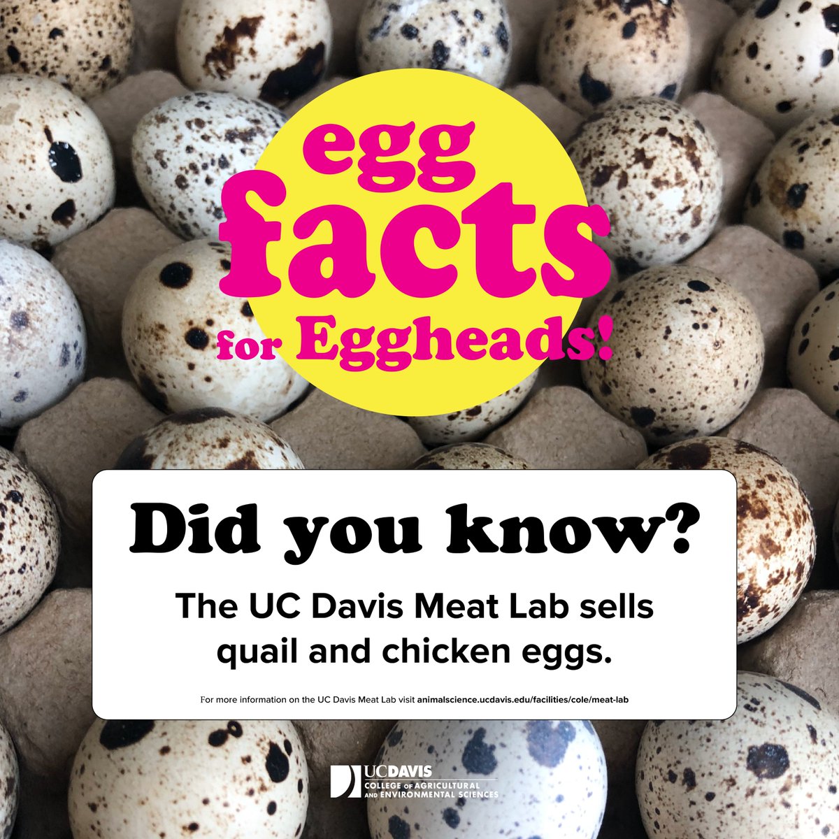 Did you know the #UCDavis Meat Lab sells quail & chicken eggs? Every Thursday & Friday from 2-4 p.m., the Meat Lab sells beef, chicken, pork & eggs from the Harold Cole Facility Building 'C', south of Meyer Hall across La Rue Road. animalscience.ucdavis.edu/facilities/col…